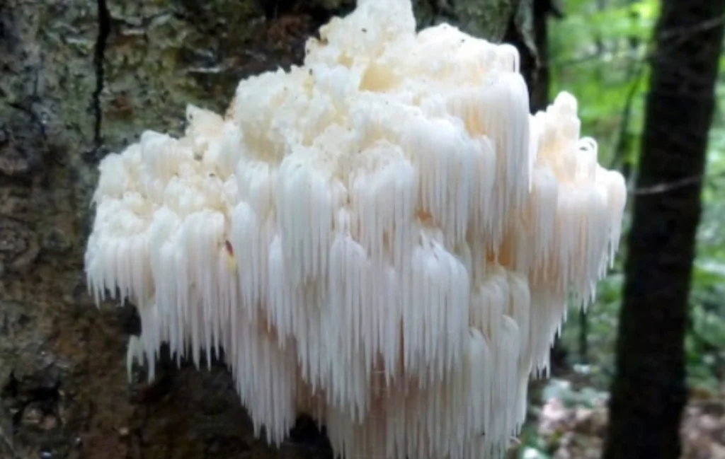 Lion's Mane Hericium Erinaceus​